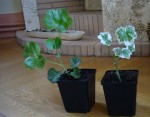 boutures geraniums 001.JPG