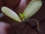 en voila un qui présente ses feuilles. J+13