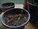 on peut déjà voir les futures feuilles. J+29