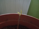 On voit bien les futures feuilles. J+36