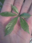 Cussonia1 (Copier).jpg