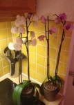 Mes deux orchidées...