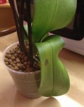 Orchidée rose, petite tache brune inconnue et feuilles molles...
