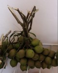 Limoncillos: Croquer l'écorce avec les dents, sucer le fruit (ressemble un peu à un litchi)