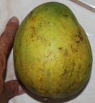 Une &quot;petite&quot; mangue!!!