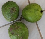 Goyaves