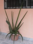 jardin 004.JPG