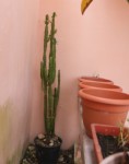 jardin 007.JPG
