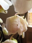 petites tâches marrons sur les fleurs