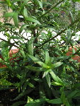 IMG_6815_1_1.JPG
