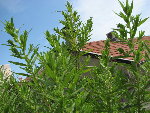 IMG_6816_2_1.JPG