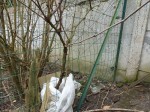 Vigne 2 pied L.jpg