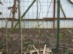 Vigne 1 pied L.jpg