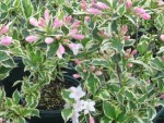weigelia-florida-variegata-2.jpg