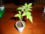 potiron écarlate_Converted.JPG
