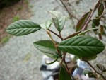 photo 1-4
