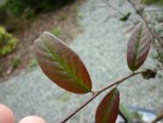 photo 2-4