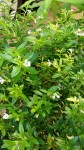 buisson.jpg