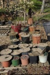 Acers rempotés003.JPG