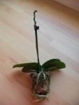 L'orchidée hors de son pot
