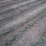 Planches de féverole les espaces ont été semé avec d'autres engrais verts