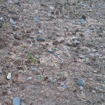 Germination du mélange d'EV