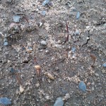 Germination d'EV