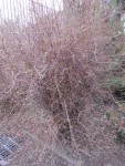 img_6635.jpg