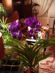 vanda 002.JPG