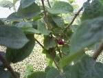 le fruit
