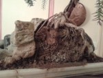IMG_20130318_200121.jpg