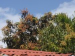 Arbre à &quot;palabres&quot; sous lequel se réunissent les jeunes de mon quartier...