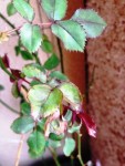 IMG_0890.JPG