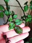 présence de quelques petites tâches brunes sur (vraiment) quelques feuilles...