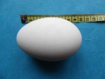 oeuf220313 002_1.jpg