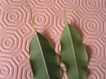 les feuilles de mon ficus jaunissent et un amas blanchâtre sous les feuilles
