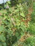 la  plante entière
