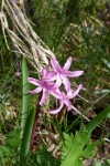 P1100714 VERSION 2.jpg