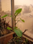 plante-inconnue1.JPG