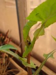 plante-inconnue2.JPG