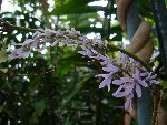 petrea.jpg