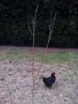 Le pommier Granny Smith
