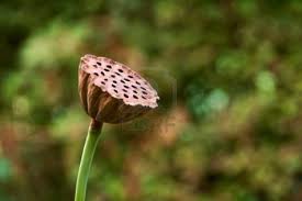 photo prise sur internet, d'un fruit de lotus