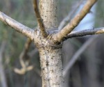 ride et bourrelets_014.JPG