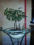 Ficus Ginseng