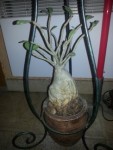 Mon Adenium &quot;dit Bouda&quot;