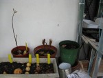 IMG_0928v.jpg