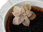 plante.jpg