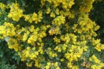 fleurs jaunes.jpg