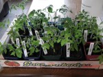 Une partie des tomates de A... à C suivant l'ordre alpha